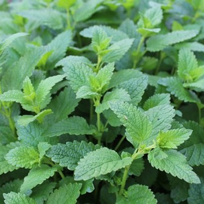 MELISSA OFFICINALIS CLT 1