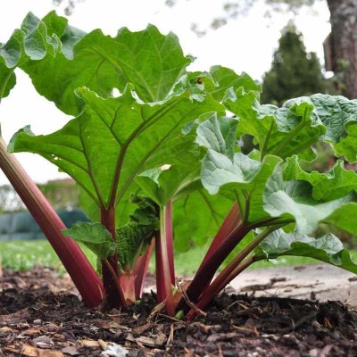 RHEUM RHABARBARUM (RHUBARBE) CLT 1