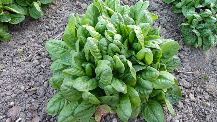 RUMEX ACETOSA (OSEILLE VIERGE) CLT 1