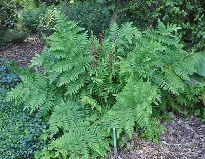OSMUNDA REGALIS CLT 2-3