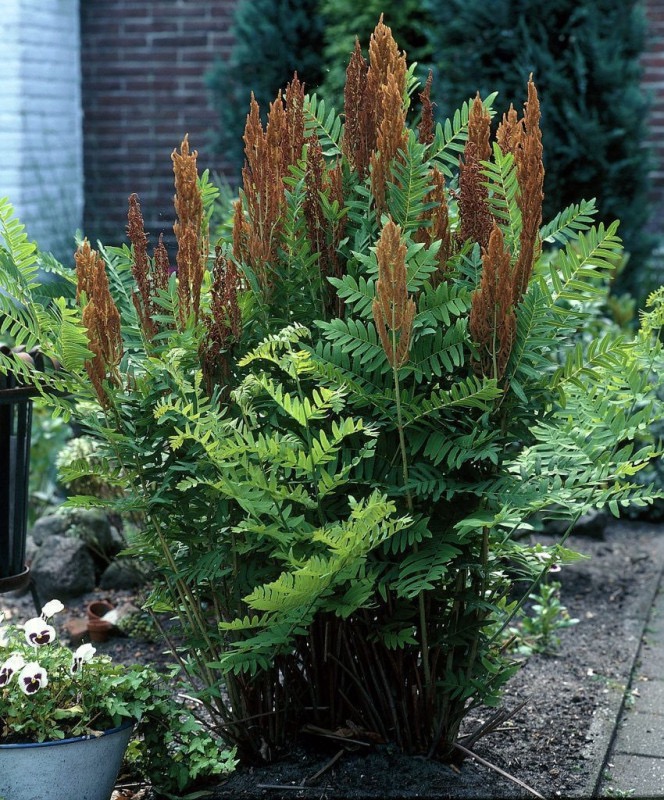 OSMUNDA REGALIS PURPURESCENS CLT 2-3