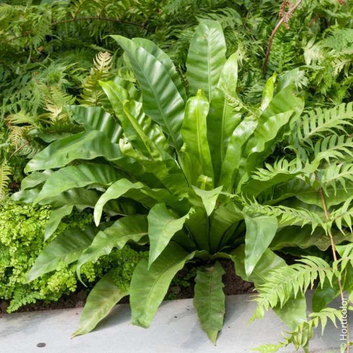 PHYLLITIS SCOLOPENDRIUM (ASPLENIUM) CLT 2-3