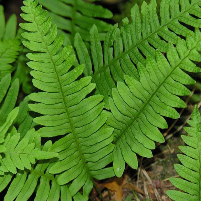 POLYPODIUM VULGARE CLT 2-3