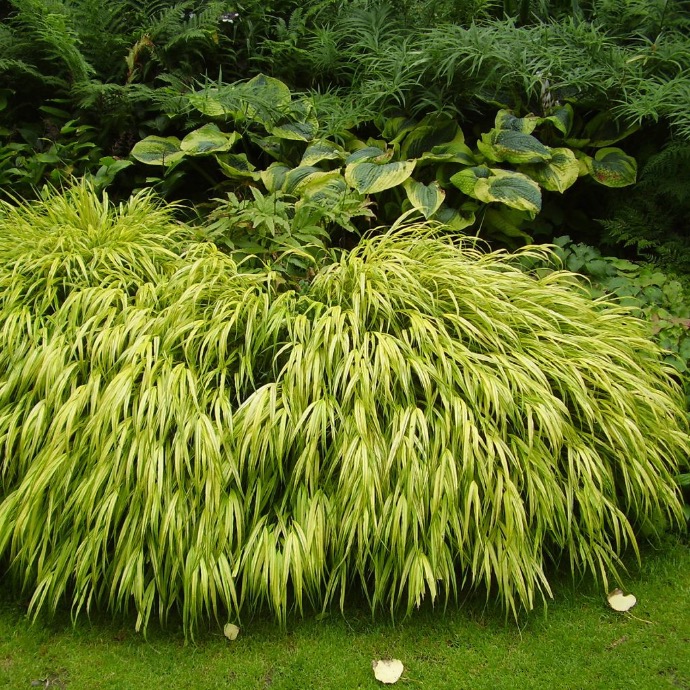 [5855] HAKONECHLOA MACRA AUREOLA CLT 2-3