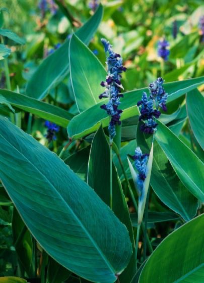THALIA DEALBATA BLEU CLT 1