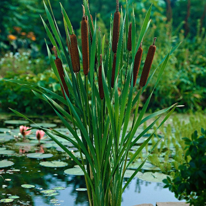 TYPHA ANGUSTIFOLIA (MASSETTE) GDT