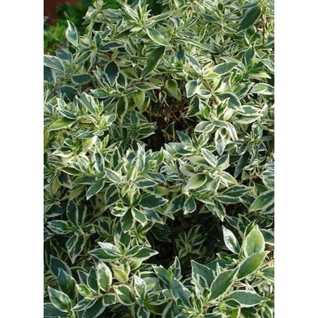[0030] ABELIA GRANDIFLORA CONFETTI CLT 30 BOULE 60-80