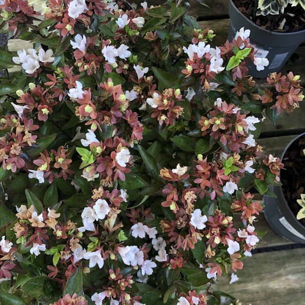 [0046] ABELIA GRANDIFLORA PROSTRATA CLT 10 BOULE 40-50