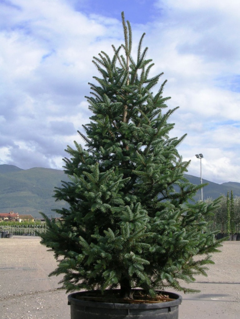 [0064] ABIES PINSAPO CLT 180 300/350