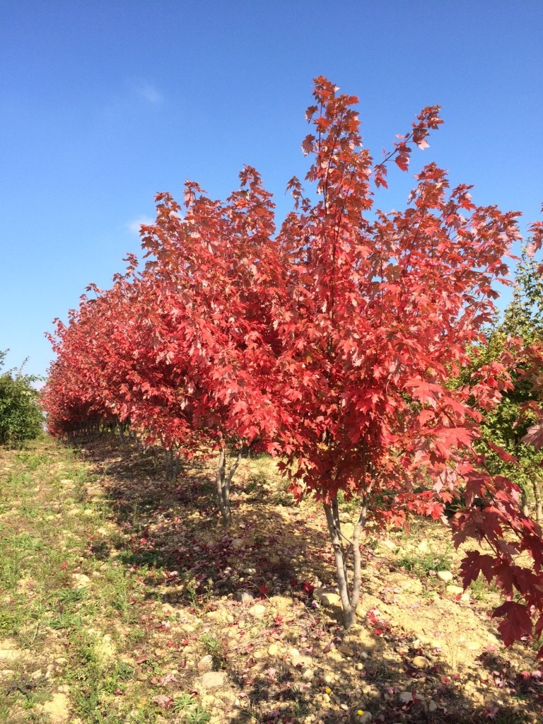 ACER FREEMANII AUTUMN BLAZE (JEFFERSRED) CLT 90 TIGE 12-14