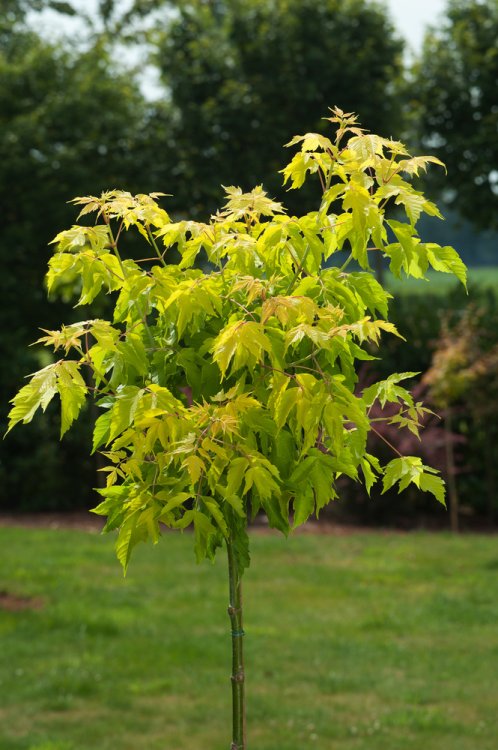 ACER NEGUNDO KELLY'S GOLD CLT 35 175/200