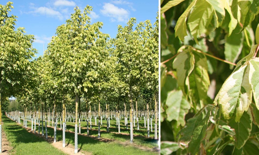 ACER NEGUNDO VARIEGATUM (ARGENTEOV.) CLT 90 TIGE 14-16