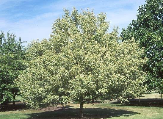ACER NEGUNDO VARIEGATUM (ARGENTEOV.) CLT 90 TIGE 16-18