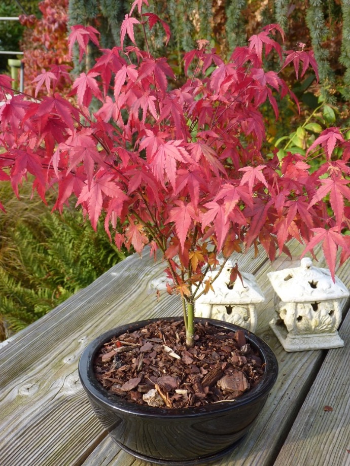 ACER PALMATUM CLT 5 40/60