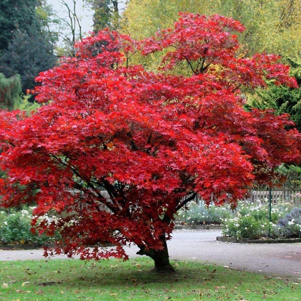 ACER PALMATUM CLT 70 TIGE 10-12