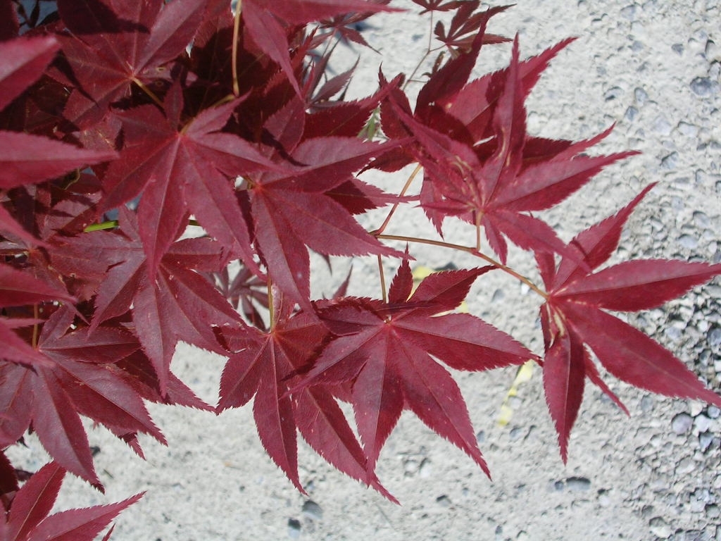 [0266] ACER PALMATUM ATROPURPUREUM CLT 10 60/80