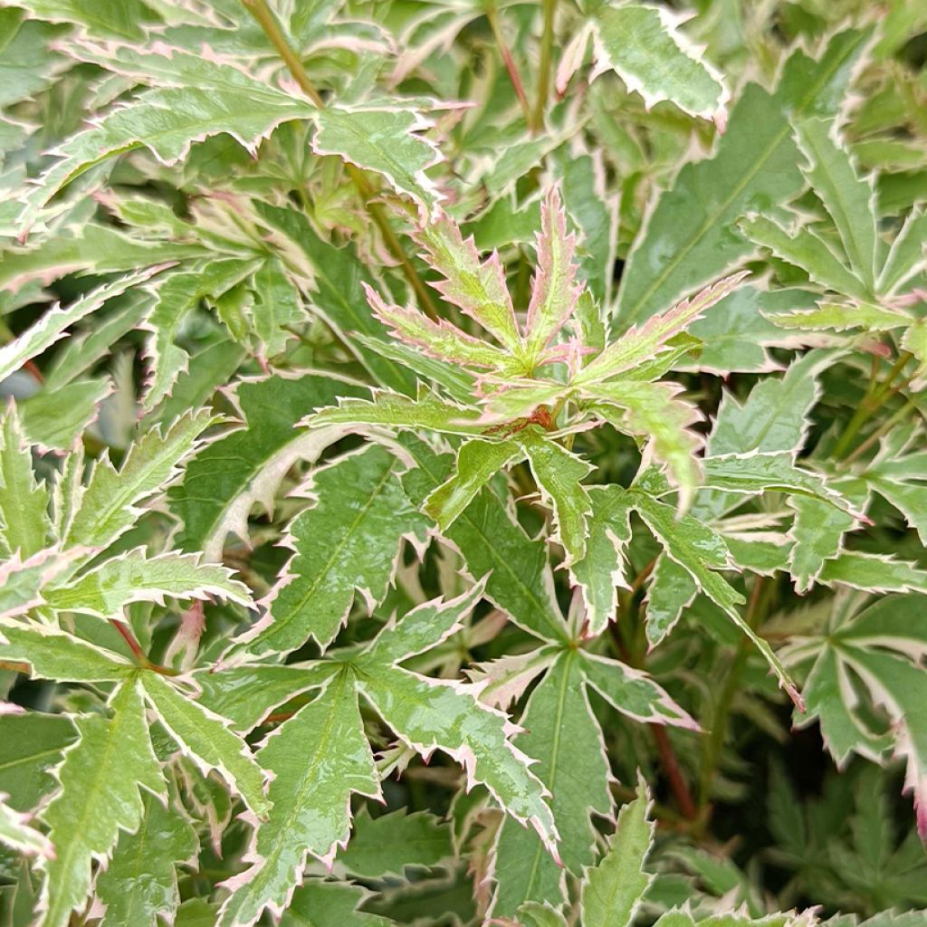 ACER PALMATUM BUTTERFLY CLT 12 80/100