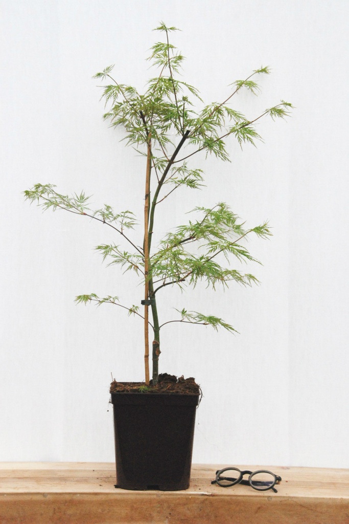 ACER PALMATUM DISSECTUM EMERALD LACE CLT 12 80/100