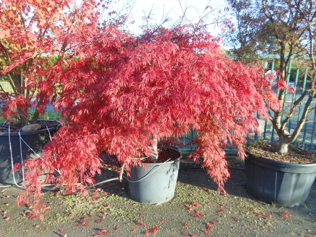 ACER PALMATUM DISSECTUM INABA SHIDARE CLT 18 40/60