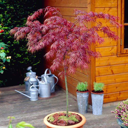 ACER PALMATUM DISSECTUM INABA SHIDARE CLT 7 MINI TIGE