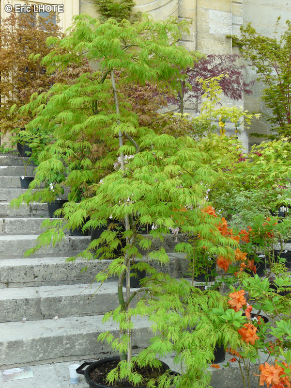 ACER PALMATUM DISSECTUM VIRIDIS CLT 12 QUART TIGE