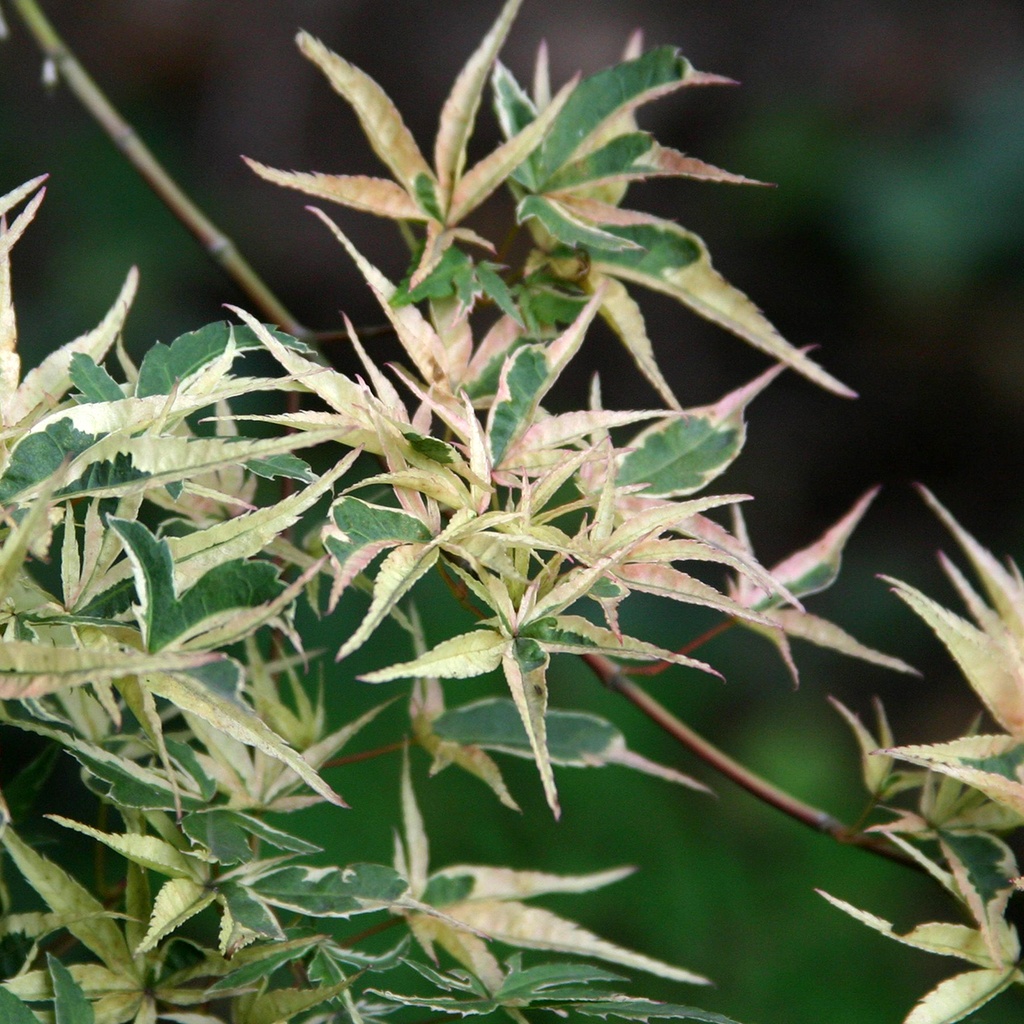ACER PALMATUM KAGIRI-NISHIKI CLT 90 175/200