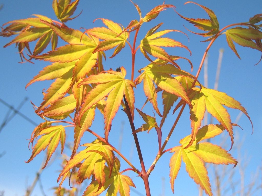 ACER PALMATUM KATSURA CLT 10 60/80