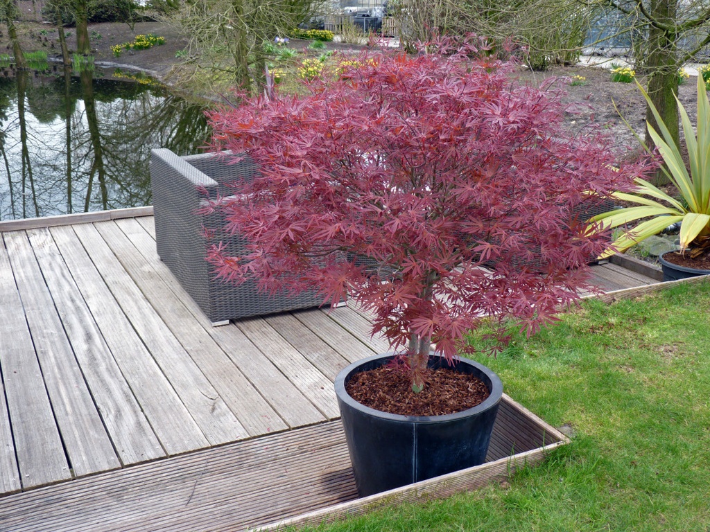 ACER PALMATUM PEVE DAVE CLT 12 60/80