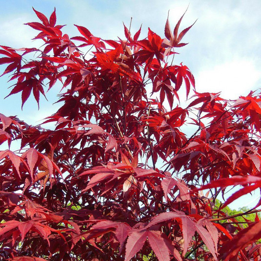 ACER PALMATUM SHAINA CLT 12 QUART TIGE 35-40 100/125