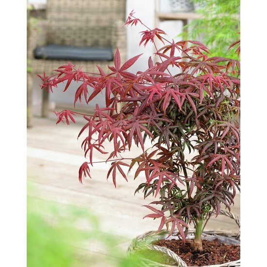 ACER PALMATUM STARFISH CLT 12 80/100