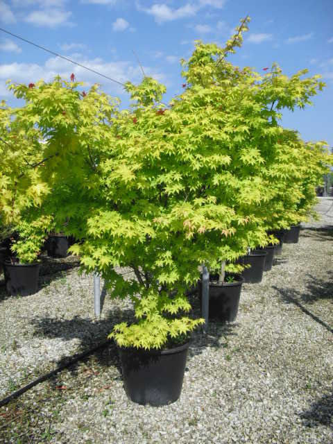 ACER PALMATUM SUMMER GOLD CLT 12 100/125