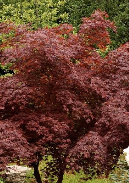 ACER PALMATUM TROMPENBURG CLT 110 DEMI TIGE 18-20