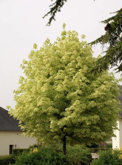 ACER PLATANOIDES DRUMMONDII CLT 70 250/300