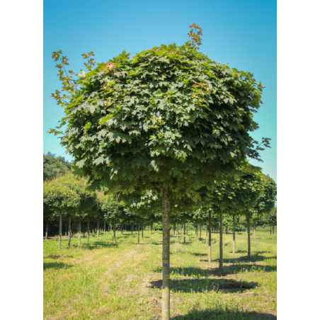 [0653] ACER PLATANOIDES GLOBOSUM CLT 18 DEMI TIGE 8-10
