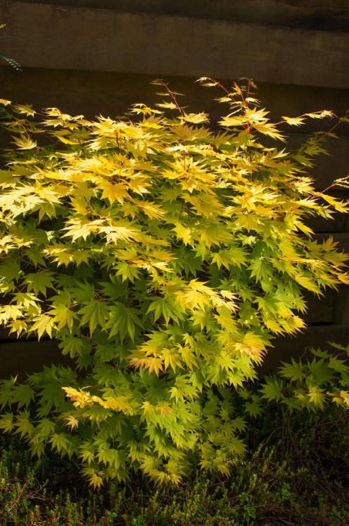 ACER SHIRASAWANUM JORDAN CLT 12 100/125