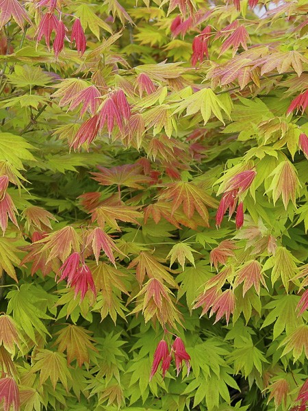 ACER SHIRASAWANUM MOONRISE CLT 12 60/80