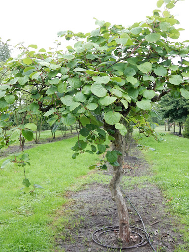 ACTINIDIA DELICIOSA (KIWI) CLT 12 175/200
