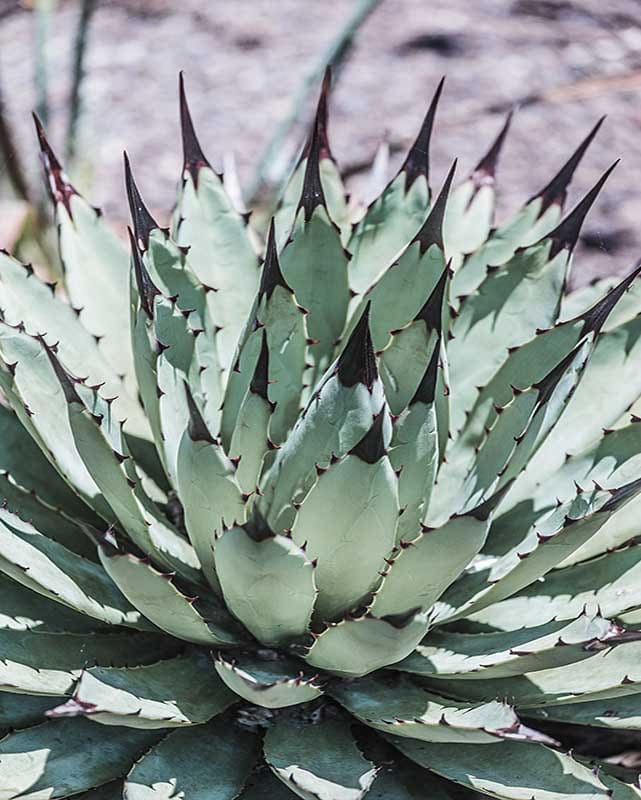 AGAVE MACROACANTHA CLT 5