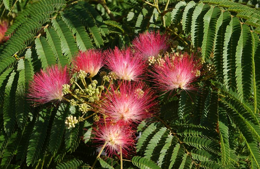 ALBIZIA JULIBRISSIN OMBRELLA (ROSSO) CLT 55 175/200