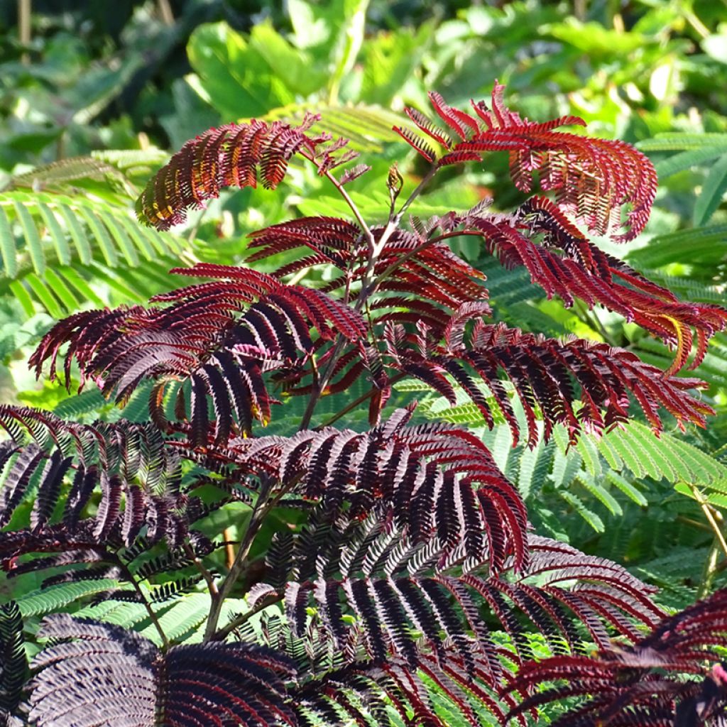 ALBIZIA JULIBRISSIN SUMMER CHOCOLATE CLT 10 60/80