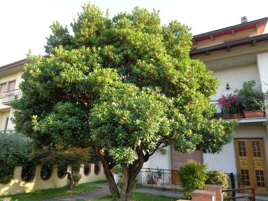 [1200] ARBUTUS UNEDO (ARBOUSIER) CLT 130-150 BOULE 100-120