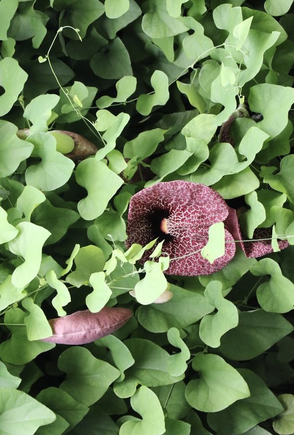 ARISTOLOCHIA GRANDIFLORA (GIGANTEA) CLT 5 GRIMPANTE 125/150