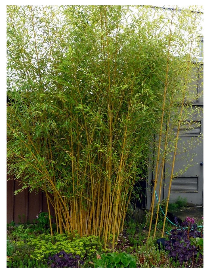BAMBUSA PHYLLOSTACHYS AUREOSULCATA AUREOCAULIS CLT 35 300/350
