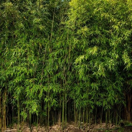 BAMBUSA PHYLLOSTACHYS AUREA CLT 110 350/400
