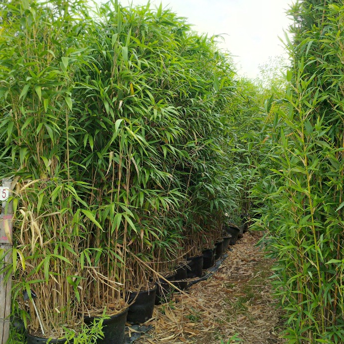 BAMBUSA PSEUDOSASA JAPONICA METAKE CLT 25-35 200/250