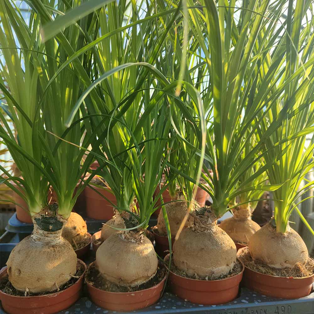 BEAUCARNEA IN VARIETA' COUPE 80 175/200