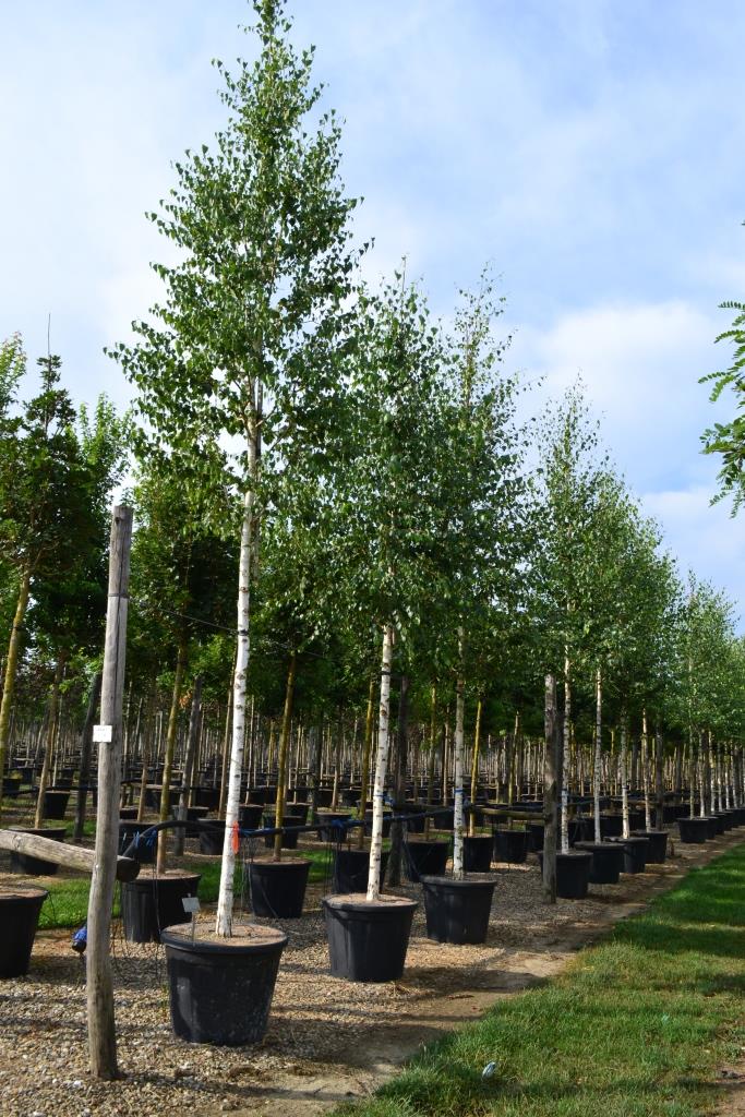 [1792] BETULA PENDULA (VERRUCOSA) CLT 45 RAMIFIE 300/350