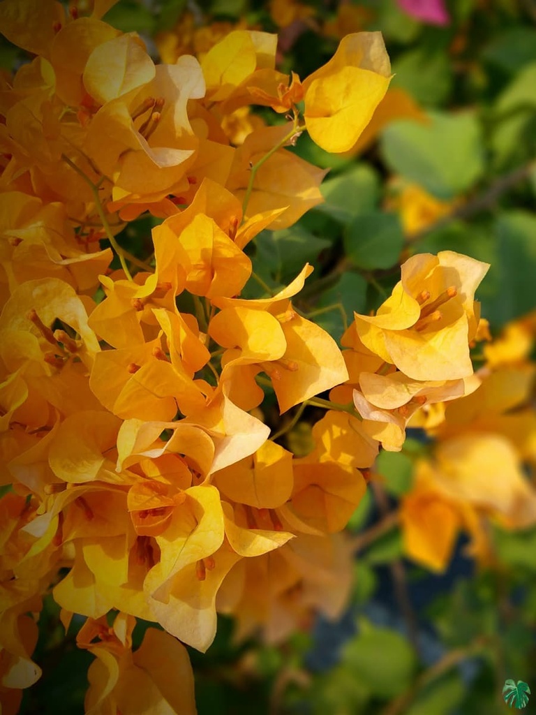 BOUGAINVILLEA CALIFORNIA GOLD CLT 15 150/175