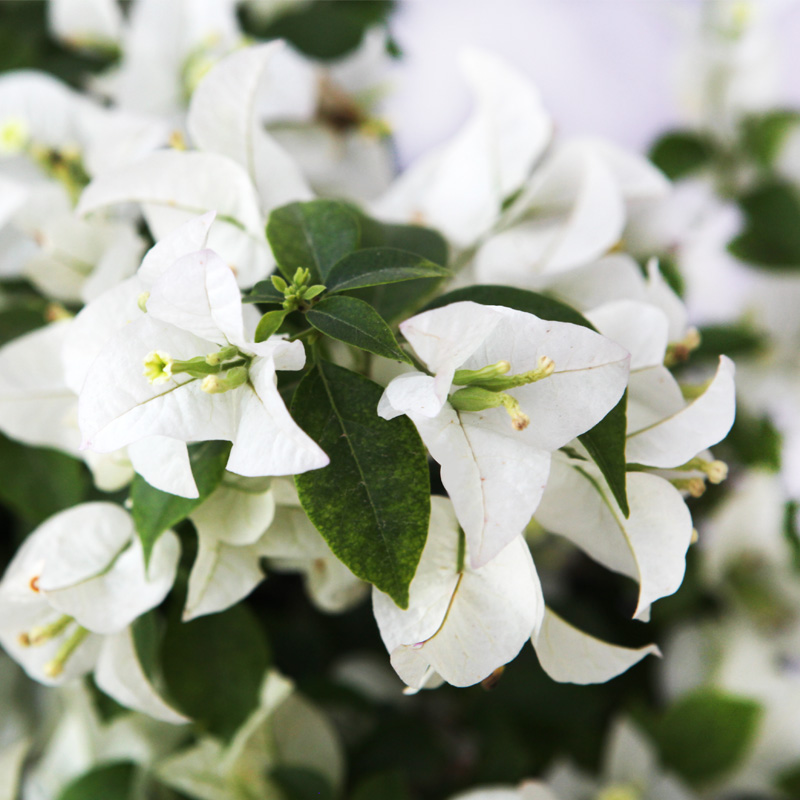 BOUGAINVILLEA GLABRA SNOW WHITE CLT 18 175/200
