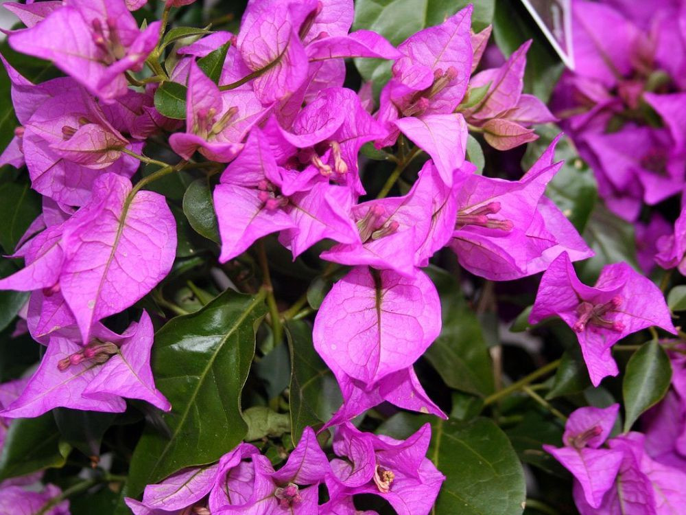 BOUGAINVILLEA GLABRA SANDERIANA (VIOLA) CLT 10 QUART TIGE